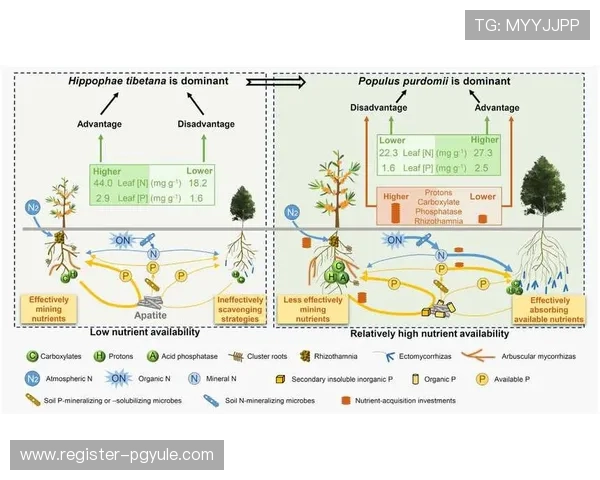 深入剖析ag8亚游官网试玩，揭示其背后的经营策略